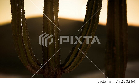 Saguaro Cactus on the Sonoran desert in Arizona 77260264