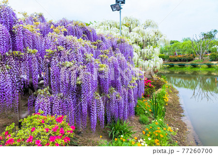 フジの咲くガーデン フジの咲くガーデン 77260700
