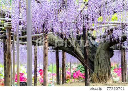 フジの巨木と藤棚 77260701