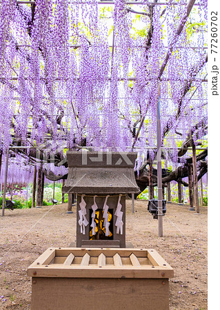 大ふじの守り神（縦） 77260702