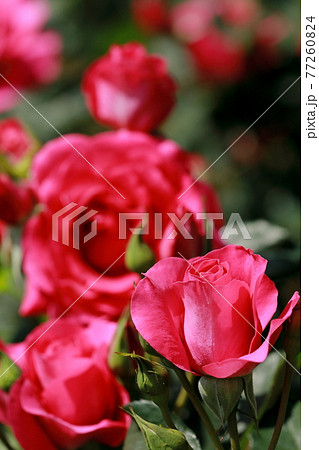 春の薔薇 77260824