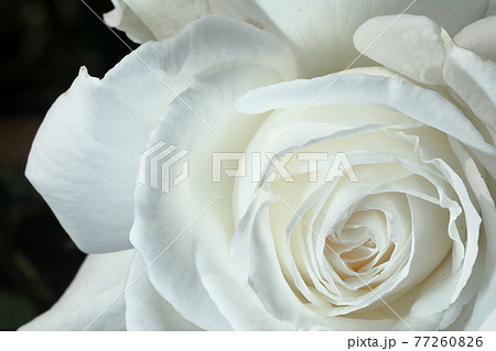 春の薔薇 77260826