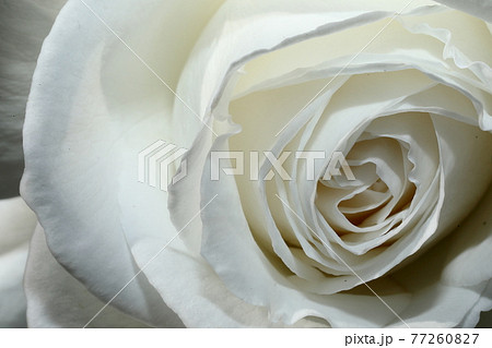 春の薔薇 77260827