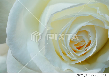 春の薔薇 77260831