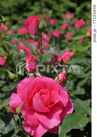 春の薔薇 77260846