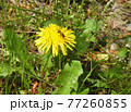 タンポポとミツバチ　写真素材 77260855
