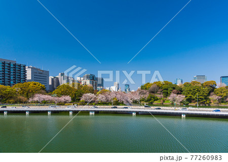 東京春散歩、桜の名所探訪、皇居周辺桜見物 東京春散歩、桜の名所探訪、皇居周辺桜見物 77260983