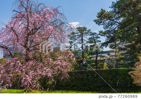 東京春散歩、桜の名所探訪、皇居周辺桜見物 東京春散歩、桜の名所探訪、皇居周辺桜見物 77260989
