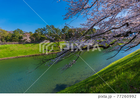 東京春散歩、桜の名所探訪、皇居周辺桜見物　 77260992