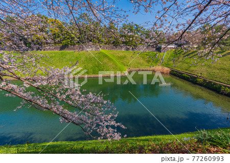 東京春散歩、桜の名所探訪、皇居周辺桜見物 東京春散歩、桜の名所探訪、皇居周辺桜見物 77260993