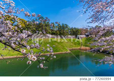 東京春散歩 桜の名所探訪 皇居周辺桜見物 の写真素材