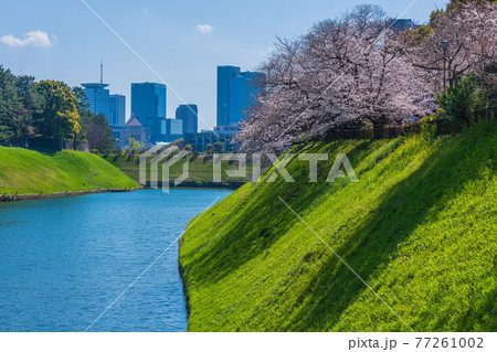 東京春散歩、桜の名所探訪、皇居周辺桜見物　 77261002