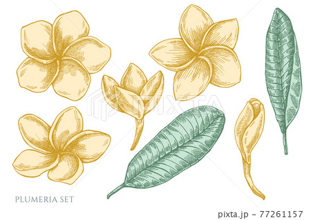 Vector set of hand drawn pastel plumeria 77261157