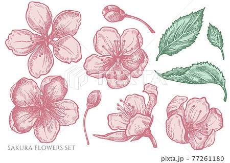 Vector set of hand drawn pastel sakura flowers 77261180
