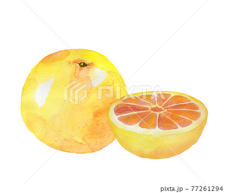 グレープフルーツの水彩画のイラスト素材