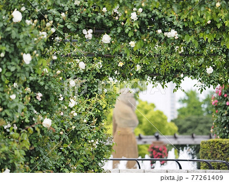 山下公園バラ園アーチの先に水の守護神像の写真素材