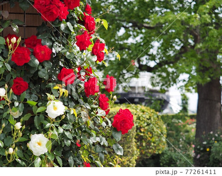 山下公園バラ園バックに氷川丸 77261411