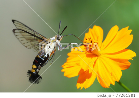キバナコスモスの花を吸蜜中のオオスカシバ 77261581