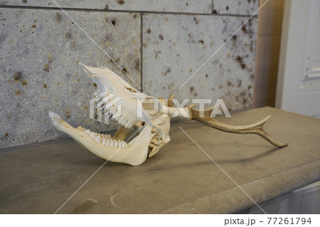 旧青木家那須別邸 77261794