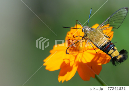 キバナコスモスの花を吸蜜中のオオスカシバ キバナコスモスの花を吸蜜中のオオスカシバ 77261821