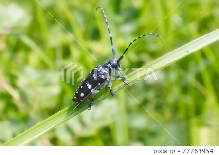 カミキリムシ 77261954