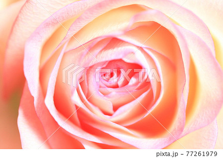 バラの花の接写撮影、マクロ撮影でピンクの薔薇 バラの花の接写撮影、マクロ撮影でピンクの薔薇 77261979