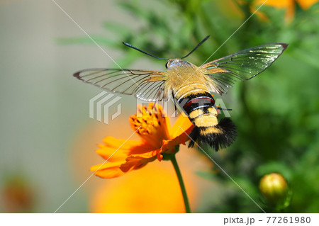 キバナコスモスの花を吸蜜中のオオスカシバ 77261980