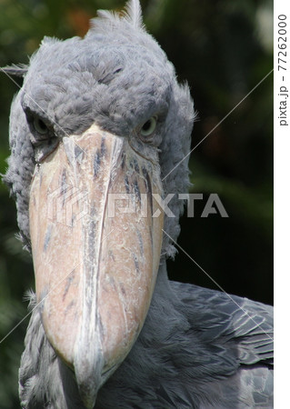 ハシビロコウ 77262000