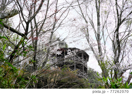 桜の咲く鶴田ダム公園の風景 77262070