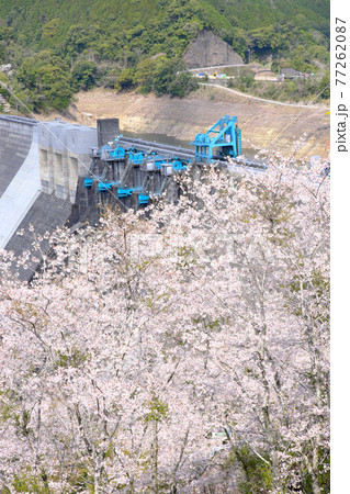 巨大な鶴田ダムの春の風景「縦構図」 77262087