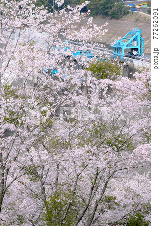 鶴田ダム公園に咲く美しい満開の桜の日「縦構図」 77262091