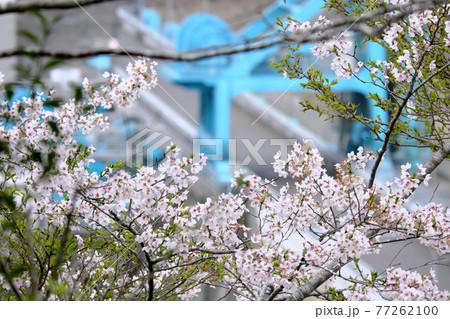鶴田ダム公園に咲く白く美しい桜の花 鶴田ダム公園に咲く白く美しい桜の花 77262100