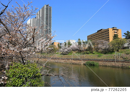 桜・外濠公園【東京都千代田区】 77262205