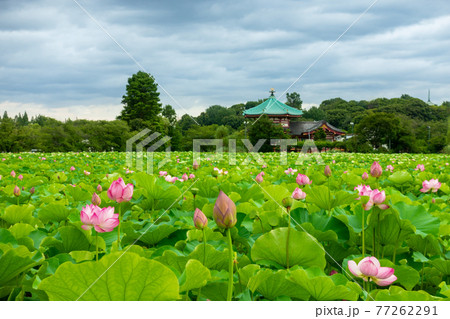 pink lotus flowers green leaves, Ueno, Tokyo Japan 77262291