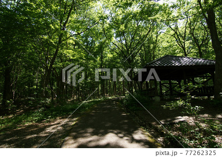 四季の散歩　春　たじま高原植物園 77262325