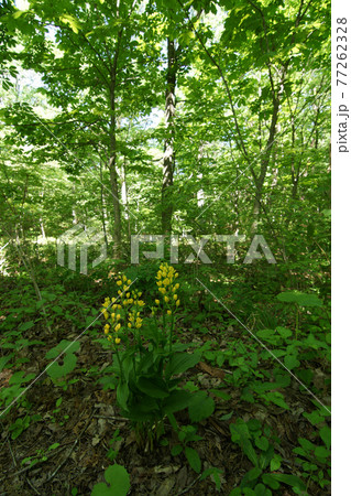 四季の散歩　春　たじま高原植物園 77262328