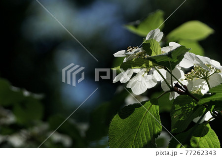 四季の散歩　春　たじま高原植物園 77262343