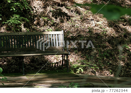 四季の散歩　春　たじま高原植物園 77262344