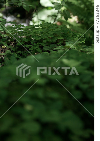 四季の散歩 春 たじま高原植物園 四季の散歩 春 たじま高原植物園 77262346