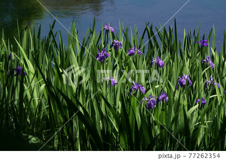 四季の散歩　春　たじま高原植物園 77262354