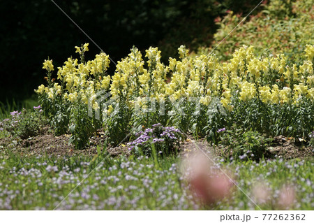 四季の散歩 春 たじま高原植物園 四季の散歩 春 たじま高原植物園 77262362