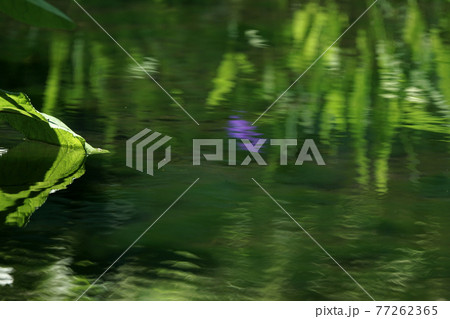 四季の散歩　春　たじま高原植物園 77262365