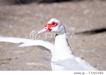 Duck living in an artificial city pond 77262480