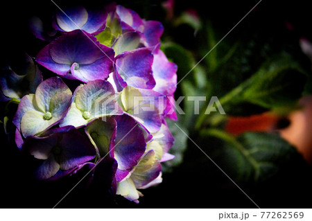 Hydrangea plant in full bloom Hydrangea plant in full bloom 77262569
