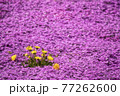春の風景、タンポポと芝桜 77262600