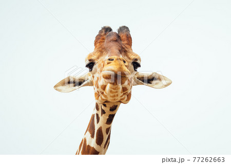 A close up shot of a funny giraffe head on a white background A close up shot of a funny giraffe head on a white background 77262663
