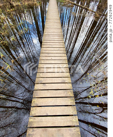 wooden footbridge through the lake nature trail 77262949
