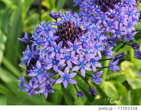 オオツルボ 77263338