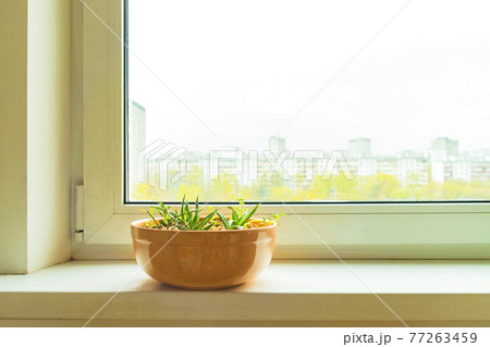 Succulent House plants in ceranic flower pot on white window sill on blurred city background 77263459