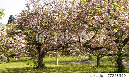 千葉の散歩道昭和の森の八重桜 千葉の散歩道昭和の森の八重桜 77263549